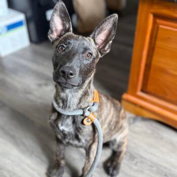 Tiger Lily -  Belgian Shepherd Malinois and Shepherd Dog for Adoption in Ridgely, Maryland - Tiger Lily | PetCurious