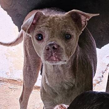 Rescue Chihuahua Dogs for Adoption in Midland, Texas - Ranger | PetCurious