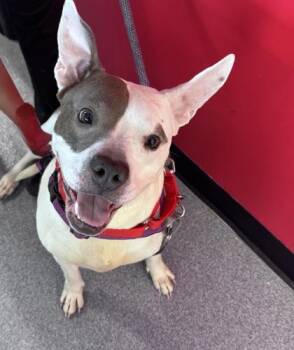FiFi -  Mixed Breed Dog for Adoption in West Chester, Pennsylvania - FiFi | PetCurious