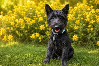 Claire -  Scottish Terrier Dog for Adoption in Rockville, Maryland - Claire | PetCurious