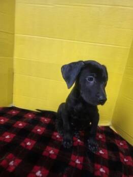 Ivory -  Labrador Retriever and Mixed Breed Dog for Adoption in Houston, Texas - Ivory | PetCurious