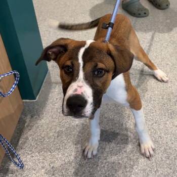 Dreamy -  Mixed Breed Dog for Adoption in Shelburne, Vermont - Dreamy | PetCurious