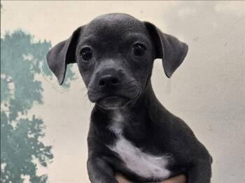 QUICKSILVER -  Terrier Dog for Adoption in Palo Alto, California - QUICKSILVER | PetCurious