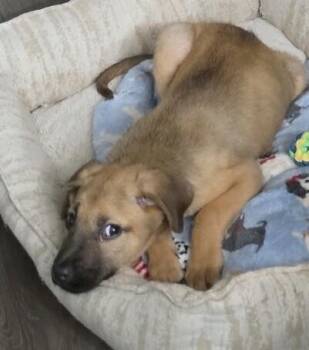 Baby Muffin -  Mountain Cur Dog for Adoption in Washington, District Of Columbia - Baby Muffin | PetCurious