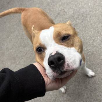 Porsha -  Mixed Breed Dog for Adoption in San Francisco, California - Porsha | PetCurious