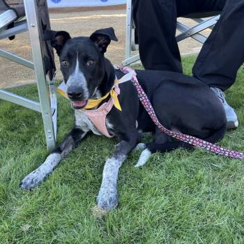 Rescue Pointer Dogs for Adoption in Oceanside, California - *** Uma | PetCurious