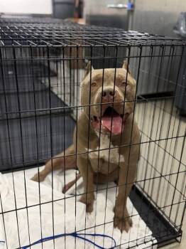 BRUCE -  American Bulldog Dog for Adoption in Doral, Florida - BRUCE | PetCurious