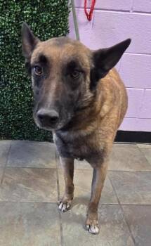 Belgian Shepherd Malinois and Mixed Breed Dogs Available for Adoption - 60638416 | PetCurious