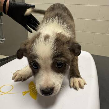 Mixed Breed Dogs Available for Adoption in Lufkin, Texas - Carsen | PetCurious