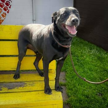 Labrador Retriever Dogs Available for Adoption - Bobby 26-02-054 | PetCurious