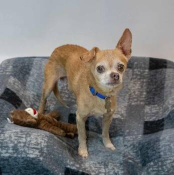 Ripley -  Chihuahua Dog for Adoption in Kennesaw, Georgia - Ripley | PetCurious