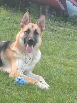 Atlas -  German Shepherd Dog Dog for Adoption in Panama City, Florida - Atlas | PetCurious