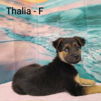 Thalia -  Shepherd and Mixed Breed Dog for Adoption in Griswold, Connecticut - Thalia | PetCurious
