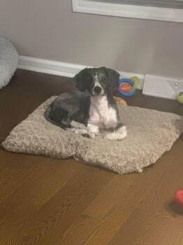 Cocker Spaniel Dogs Available for Adoption - Monty | PetCurious