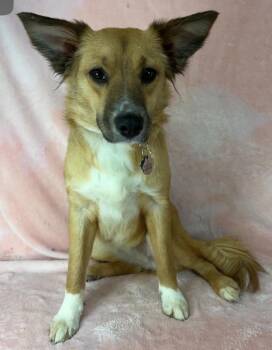 Audrey -  Shetland Sheepdog Sheltie and Collie Dog for Adoption in New York, New York - Audrey | PetCurious