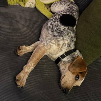 Lainey -  Beagle and Cattle Dog Dog for Adoption - Lainey | PetCurious