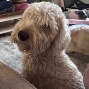 Delilah -  Poodle and Mixed Breed Dog for Adoption in Tacoma, Washington - Delilah | PetCurious