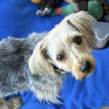 Yorkie Poo Dogs Available for Adoption in Larkfield-wikiup, California - Nellie | PetCurious