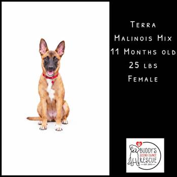 Terra -  Belgian Shepherd Malinois Dog for Adoption - Terra | PetCurious
