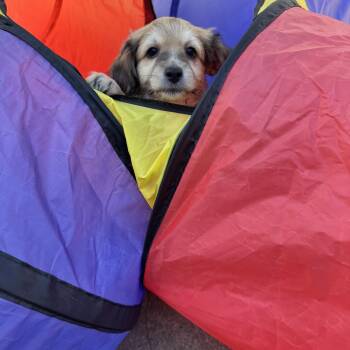 26Poncho -  Chihuahua and Terrier Dog for Adoption in Shingle Springs, California - 26Poncho | PetCurious