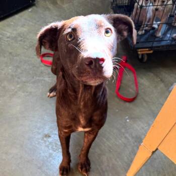 Reba -  Mixed Breed Dog for Adoption in Corinth, Mississippi - Reba | PetCurious