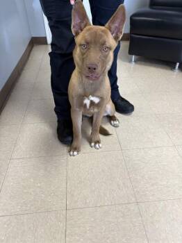 Carolina Dog and Mixed Breed Dogs Available for Adoption in Killeen, Texas - CARLA | PetCurious