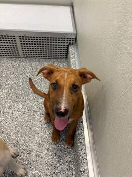 FORD -  Anatolian Shepherd and Mixed Breed Dog for Adoption in Forney, Texas - FORD | PetCurious