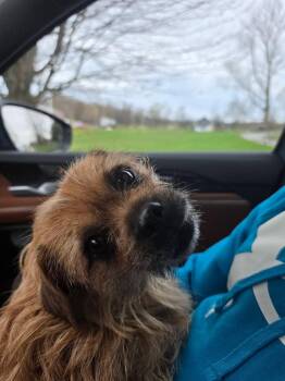 Pug and Terrier Dogs Available for Adoption in Lacona, New York - Sadie | PetCurious