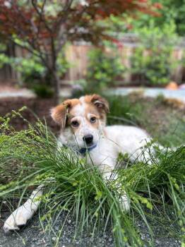 Tucker -  Australian Shepherd Dog Available for Adoption in Sunnyvale, California - Tucker | PetCurious