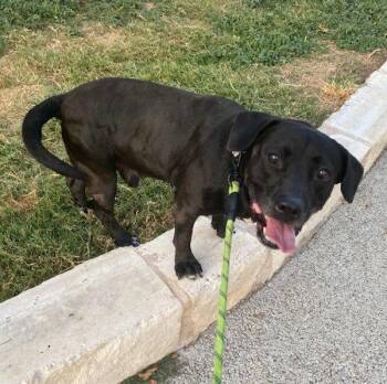 Jay Jay -  Labrador Retriever and Flat Coated Retriever Dog for Adoption in Austin, Texas - Jay Jay | PetCurious