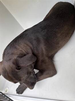 Labrador Retriever Dogs Available for Adoption in Houston, Texas - A655414 | PetCurious