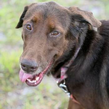 Remilyn "Remi" -  Chocolate Labrador Retriever and German Shepherd Dog Dog for Adoption in Williston, Florida - Remilyn "Remi" | PetCurious