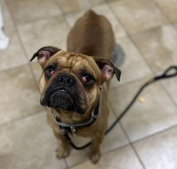 Rory (mcas) -  English Bulldog Dog for Adoption in Troutdale, Oregon - Rory (mcas) | PetCurious
