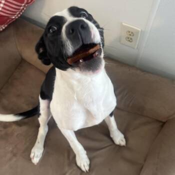 Tako -  Shepherd Dog for Adoption in Belleville, Illinois - Tako | PetCurious