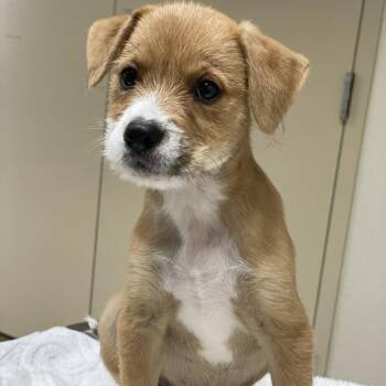 Aphrodite -  Terrier and Mixed Breed Dog for Adoption in Riverside, California - Aphrodite | PetCurious