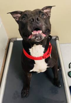 Rescue Pit Bull Terrier Dogs for Adoption in Eighty Four, Pennsylvania - Clint | PetCurious