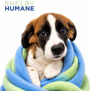 Nosy Rosie -  Mixed Breed Dog for Adoption in Columbiana, Alabama - Nosy Rosie | PetCurious