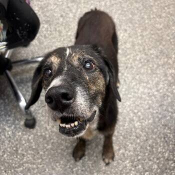 Jolene -  Hound and Mixed Breed Dog for Adoption in Parkersburg, West Virginia - Jolene | PetCurious