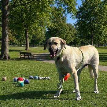 Anatolian Shepherd Dogs Available for Adoption in Truth Or Consequences, New Mexico - Sandy | PetCurious