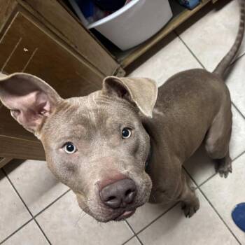 Javier -  Mixed Breed Dog for Adoption in Vassalboro, Maine - Javier | PetCurious