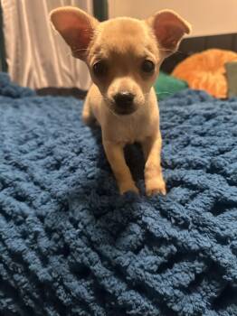Squeaky -  Chihuahua Dog for Adoption in Maitland, Florida - Squeaky | PetCurious