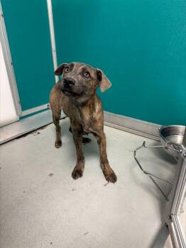 Pit Bull Terrier and Mixed Breed Dogs Available for Adoption - DENNY