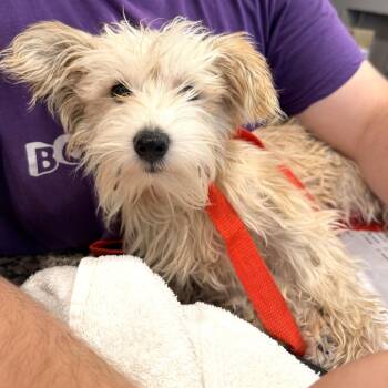 Jujube -  Terrier and Mixed Breed Dog for Adoption in San Francisco, California - Jujube | PetCurious