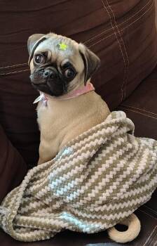 Pug Dogs Available for Adoption in Escondido, California - Pucca | PetCurious