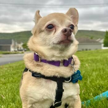 Chihuahua Dogs Available for Adoption in State College, Pennsylvania - Peanut | PetCurious