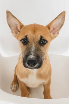Cola -  Shepherd Dog for Adoption in Greensburg, Pennsylvania - Cola | PetCurious