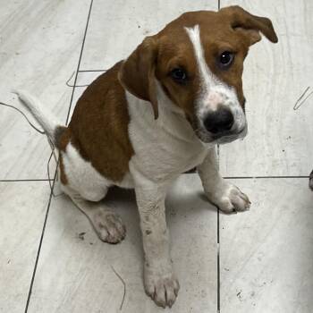 Snoopy -  Mixed Breed Dog for Adoption in Lufkin, Texas - Snoopy | PetCurious