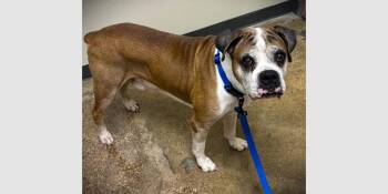 Diesel IX -  Boxer Dog for Adoption in Hewitt, Texas - Diesel IX | PetCurious
