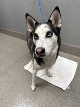 HAZEL -  Siberian Husky Dog for Adoption in Las Vegas, Nevada - HAZEL | PetCurious
