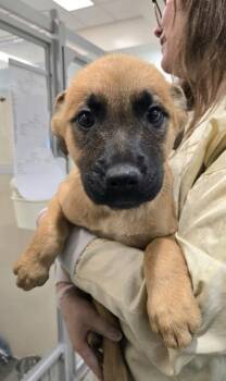Ristretto -  German Shepherd Dog and Mixed Breed Dog for Adoption in Bellevue, Washington - Ristretto | PetCurious